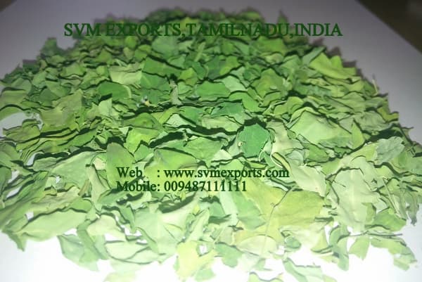 Moringa Dried Leaves Suppliers